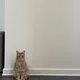 Gnar profile