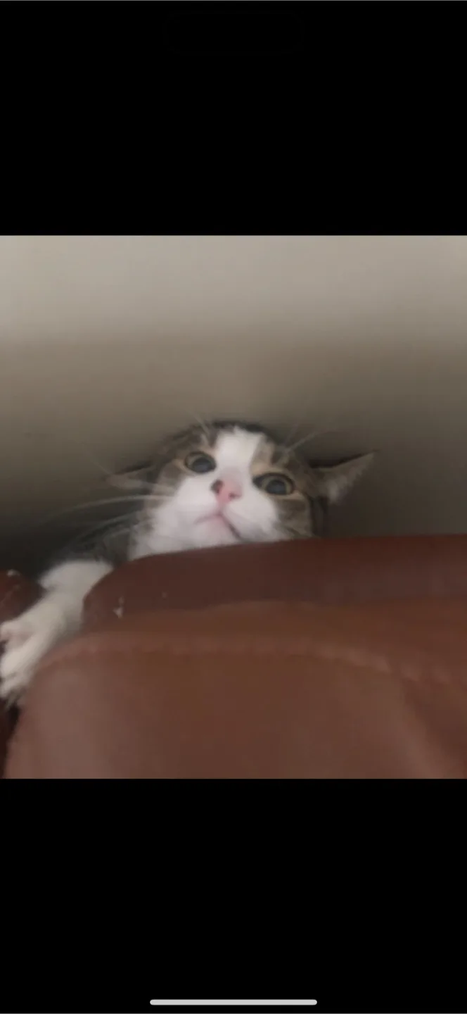 Ceili Limoges profile