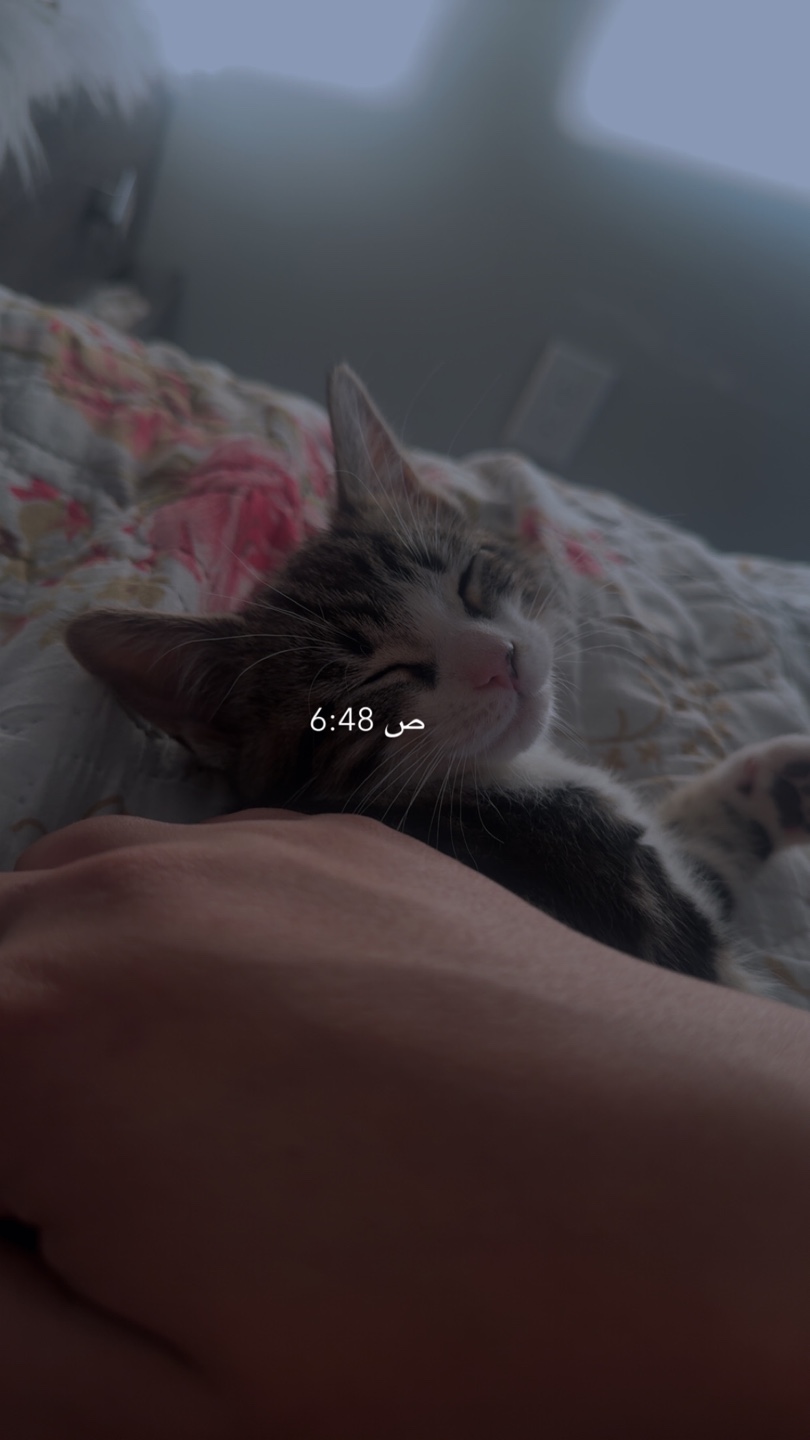 Alaa profile