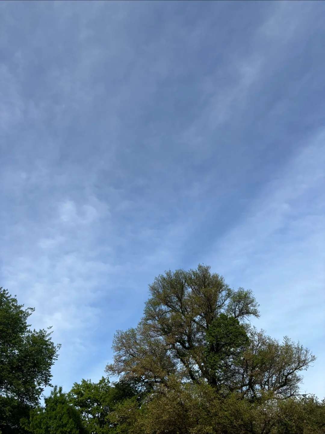 Taniyaa Khanna profile