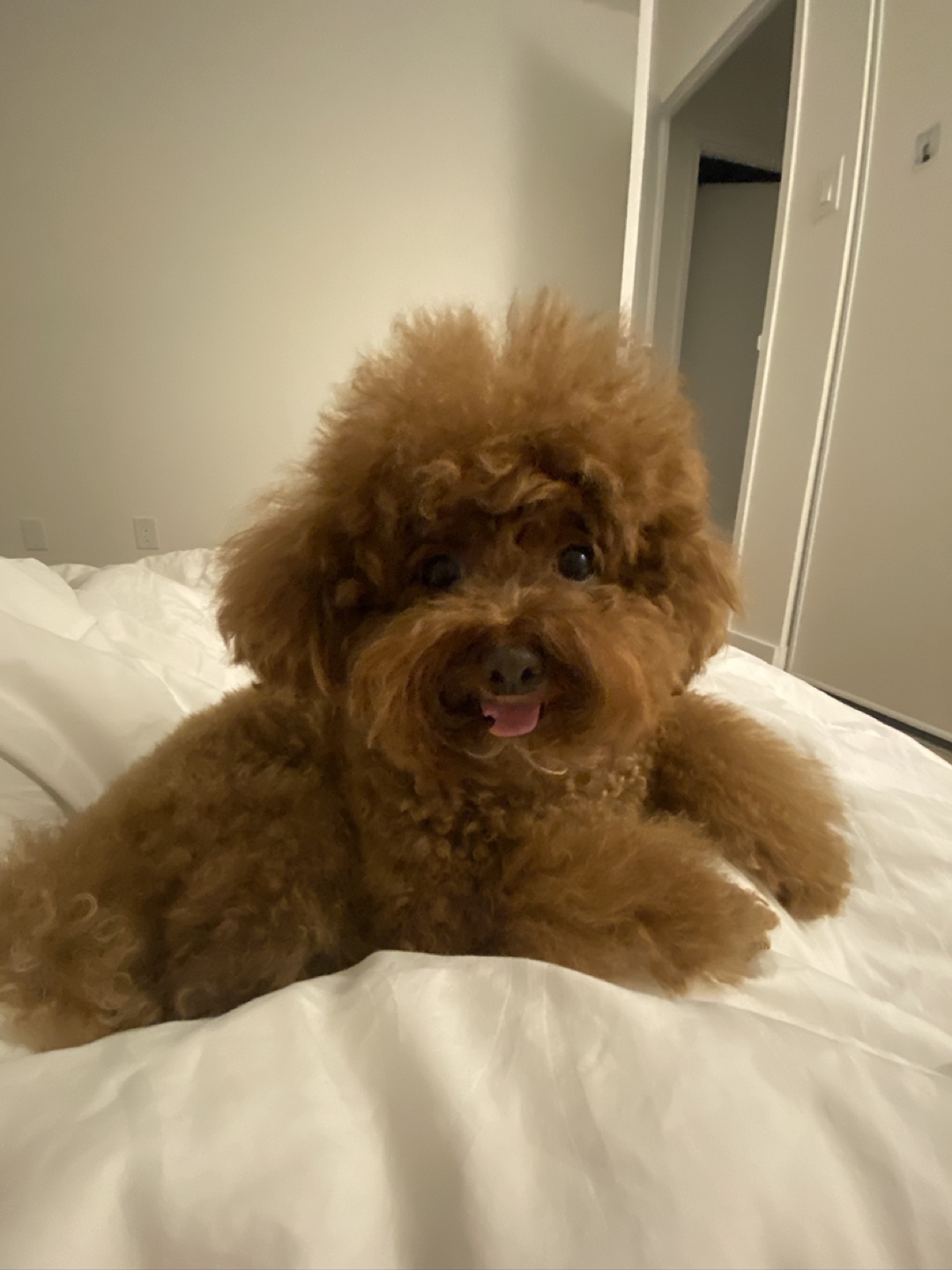 choco profile