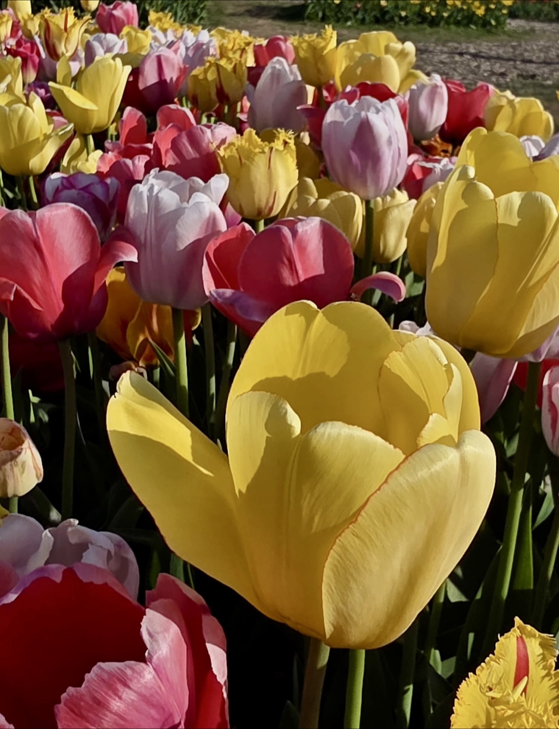 Maison Des Anges profile