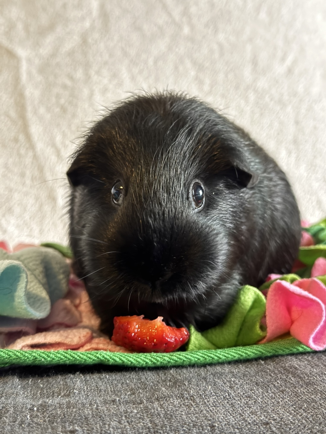 Guineapipi profile