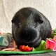Guineapipi profile
