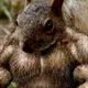 gymsquirrel profile