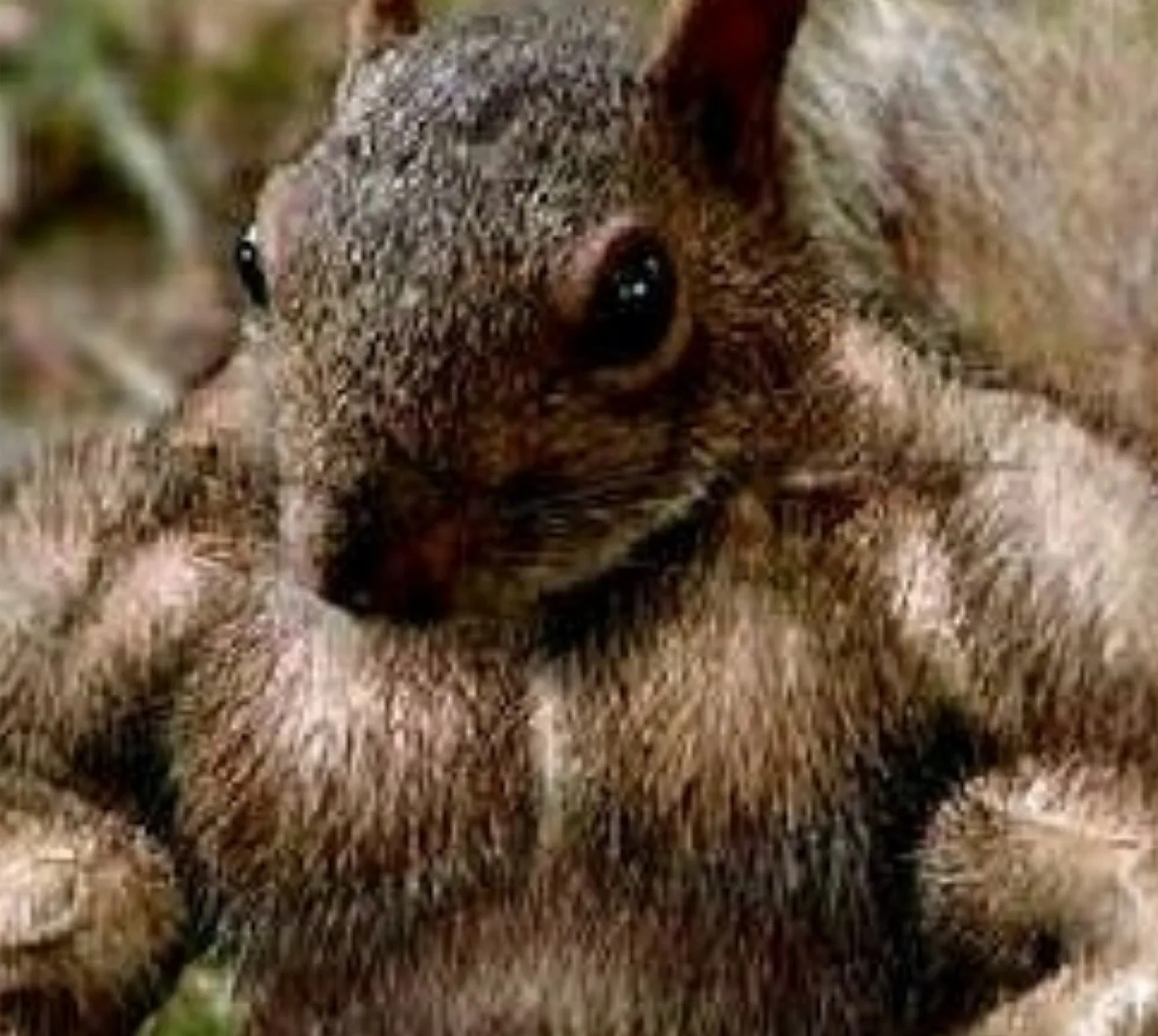 gymsquirrel profile