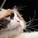 Veronika profile