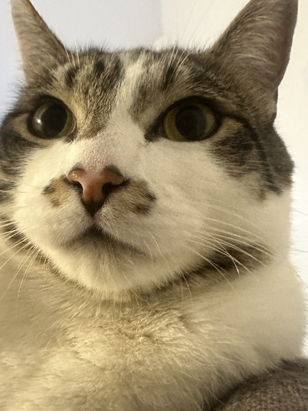 jonas profile