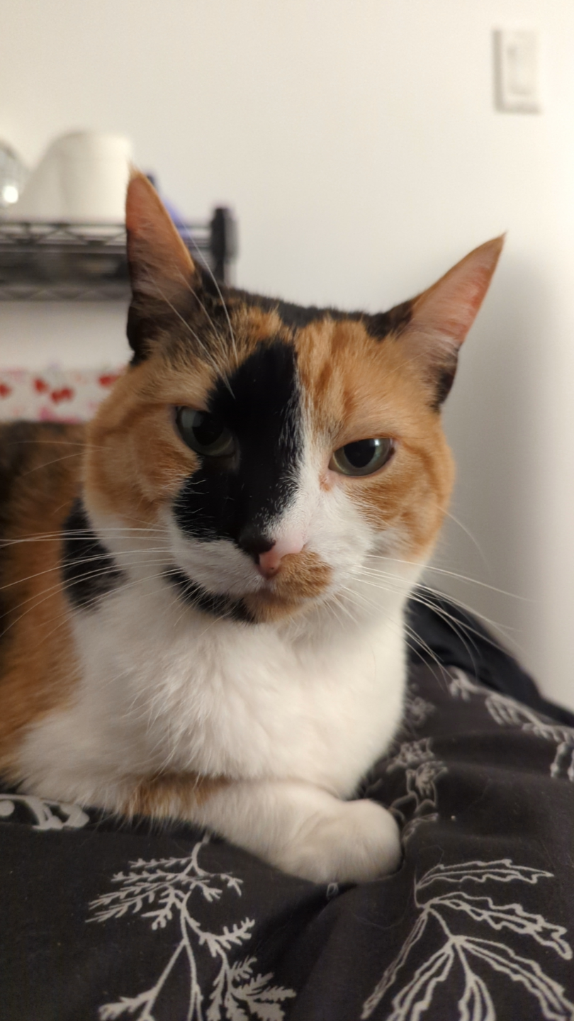 Kat profile