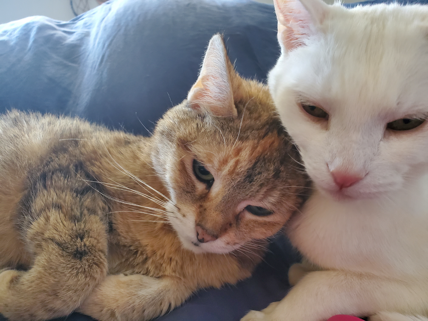 carley miller profile