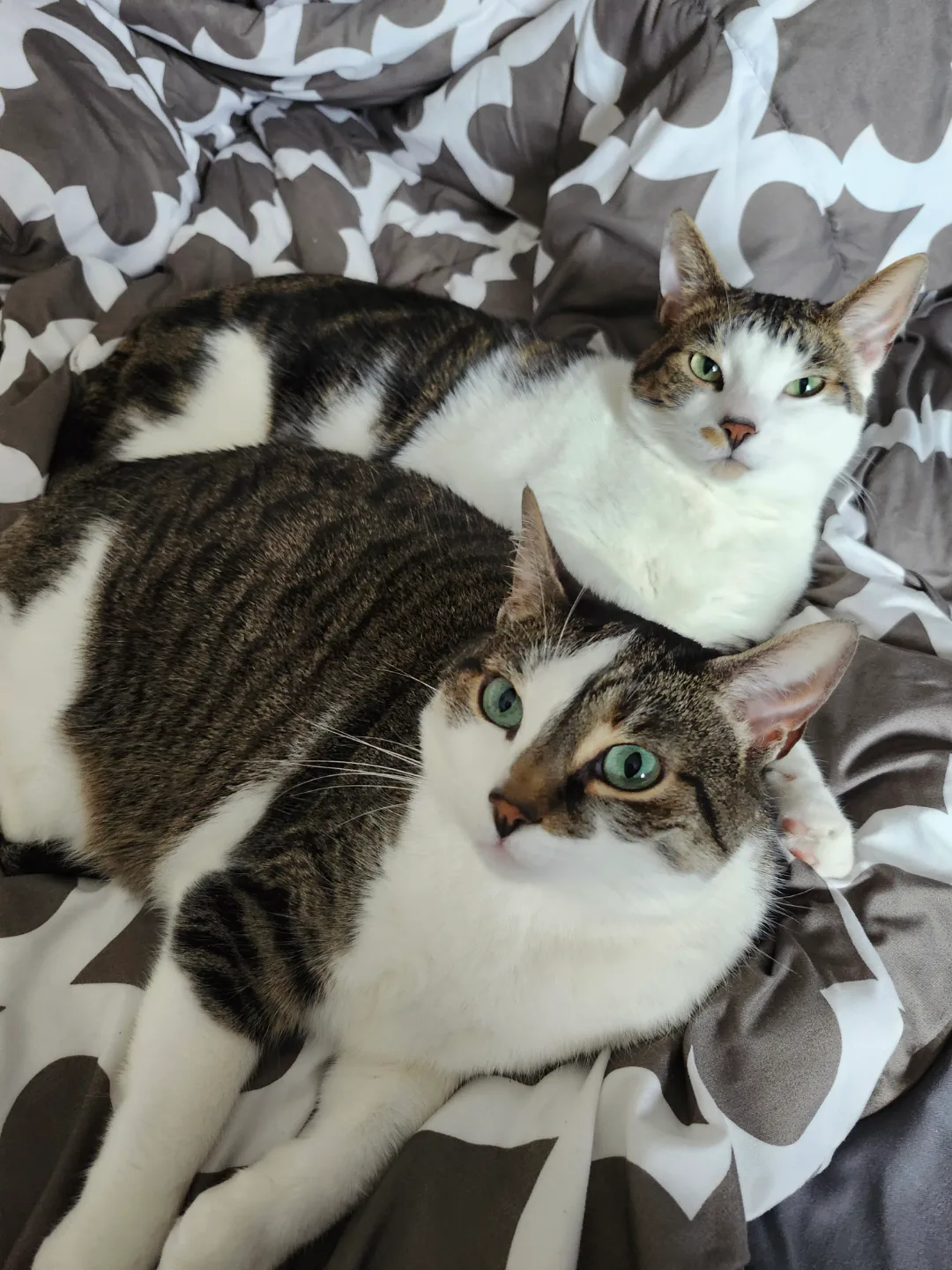 Chrissy Long profile