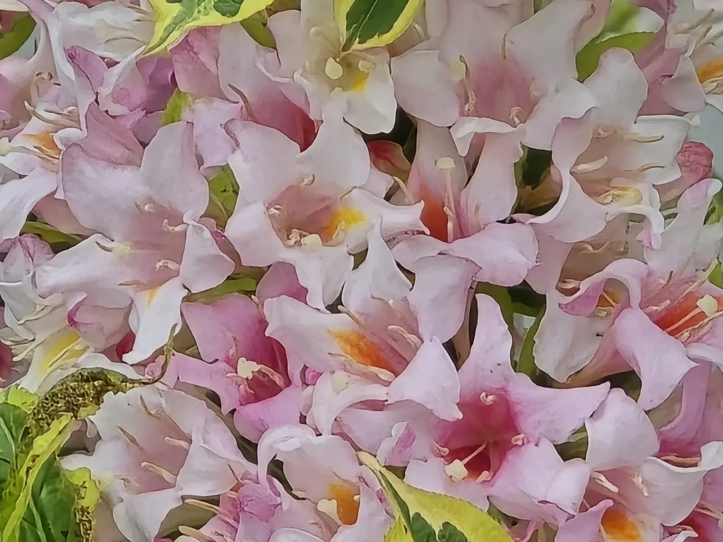 DakiniDreamz profile