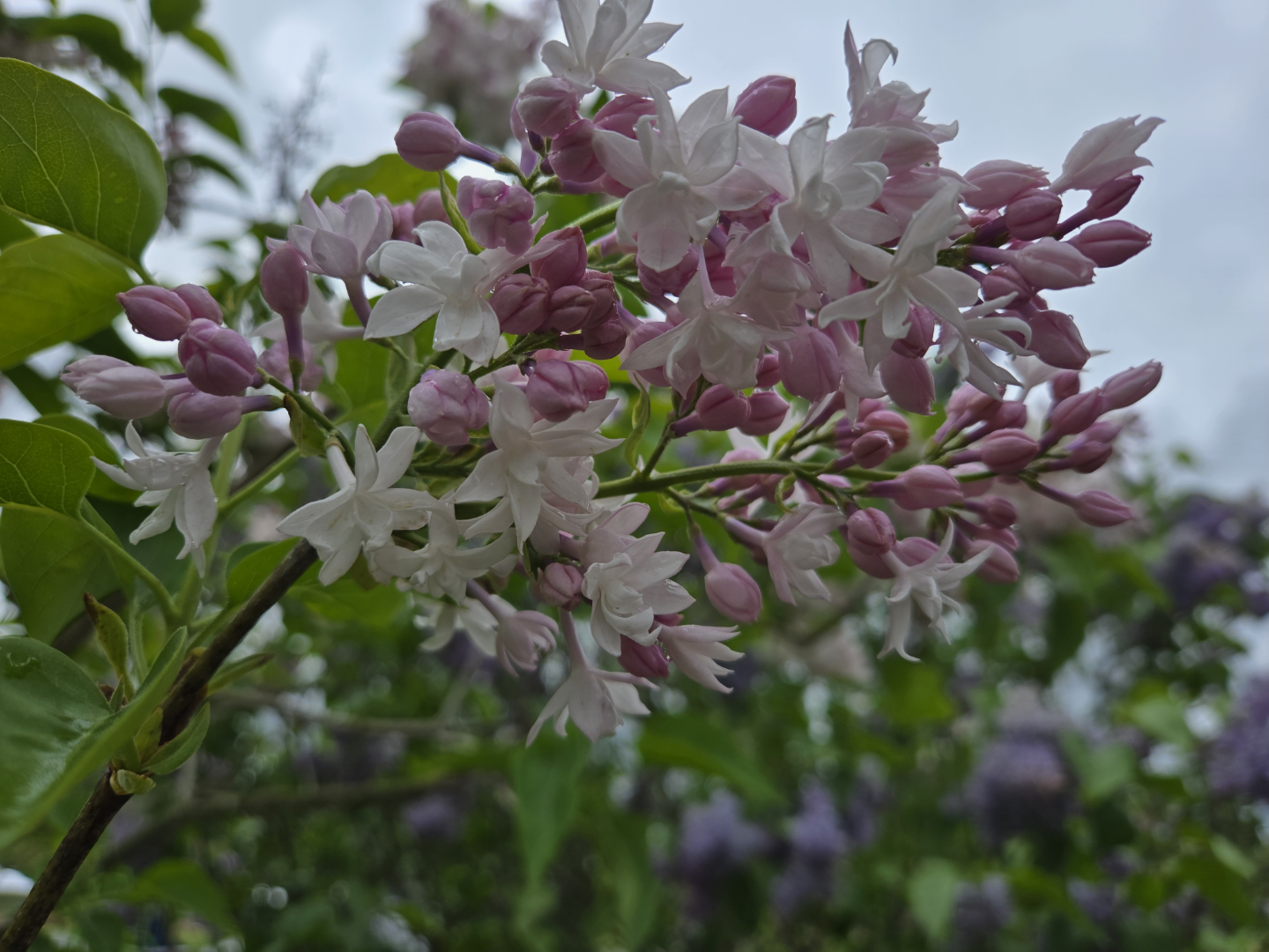 Koukla Curly profile