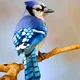 bluejay profile