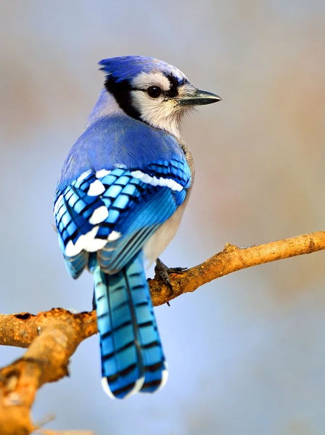 bluejay profile