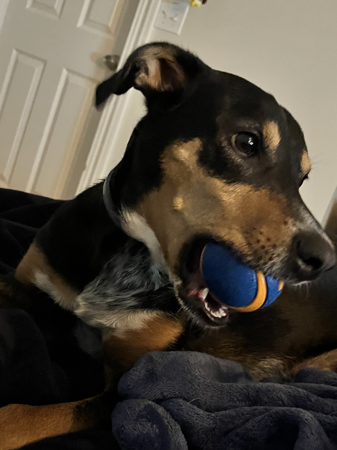 Sam profile