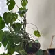 Anna profile