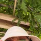 Brenda profile