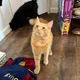 Cesar profile