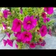 Nidda Shah profile