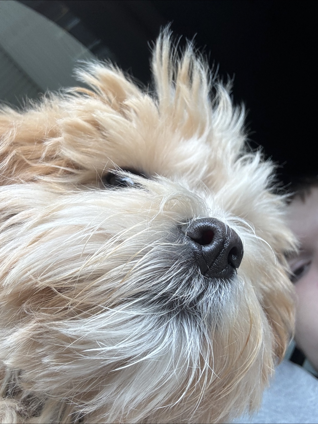 Leland profile