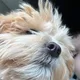 Leland profile