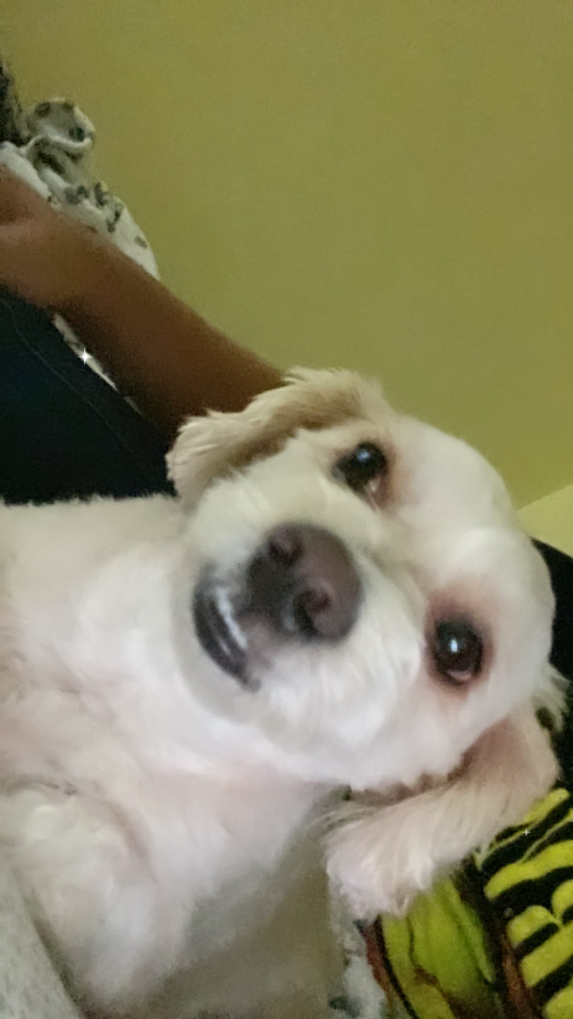 Gotti profile