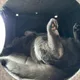 Colin profile
