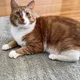 Brick Mahoney profile