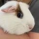 Karropigs profile