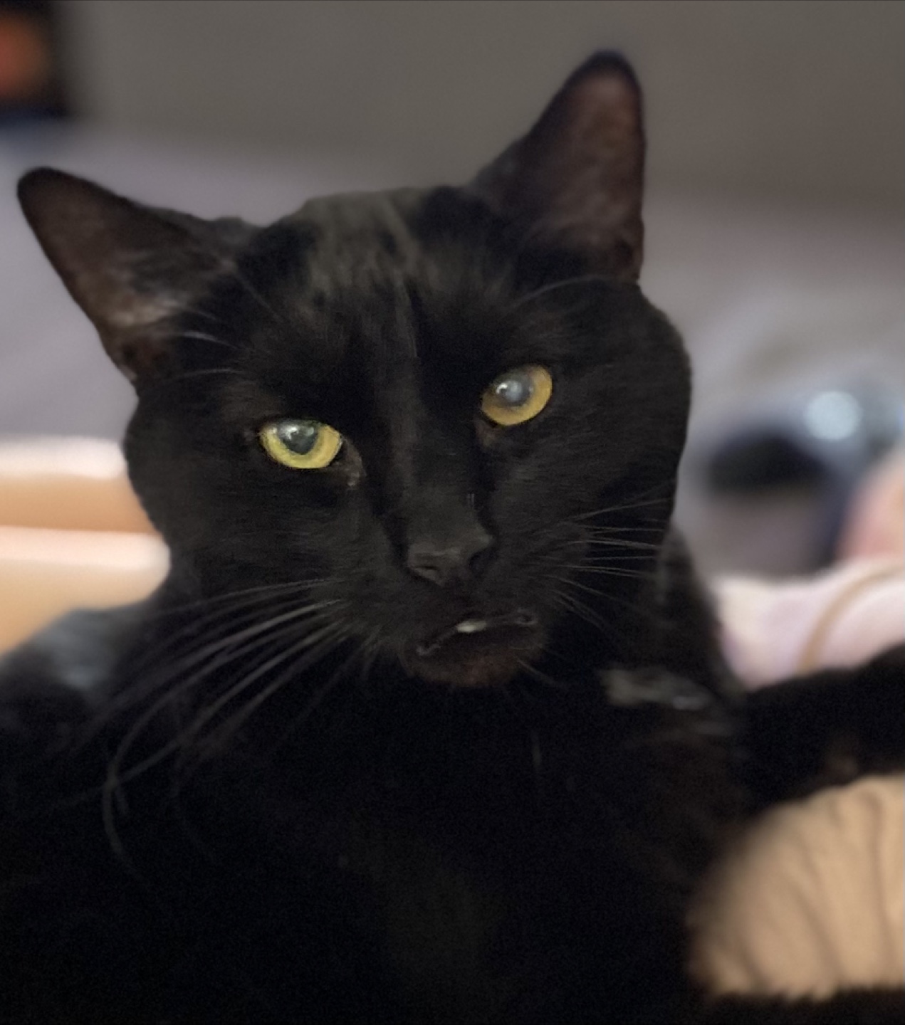Catlover profile