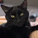 Catlover profile