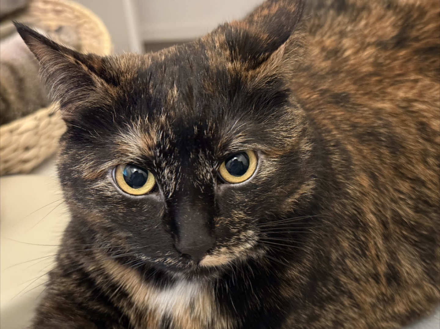 MyCat profile