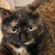 MyCat profile