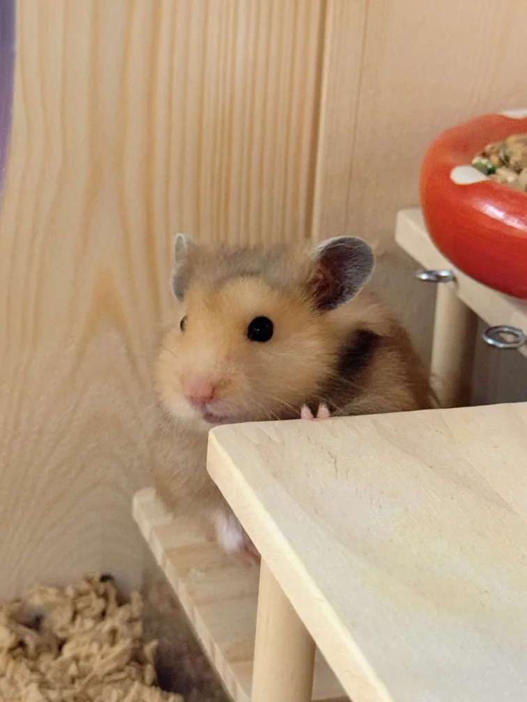 Eugene Chang profile