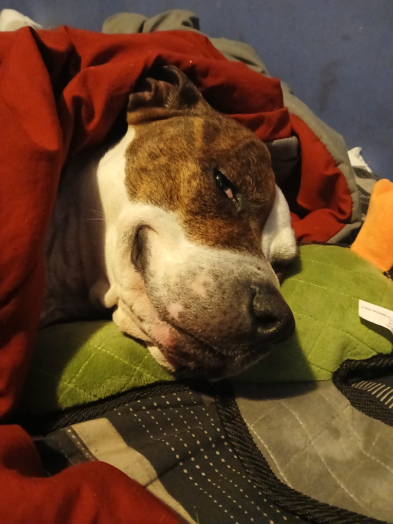 Pamda profile