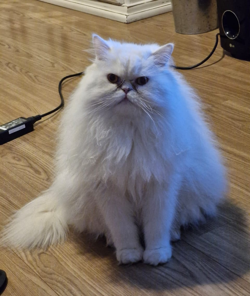 Pipoca