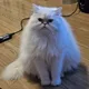 Pipoca profile