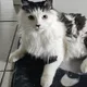 Otto profile