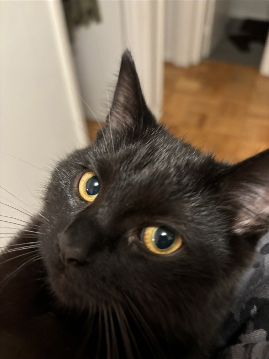 Romeo S profile
