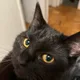 Romeo S profile