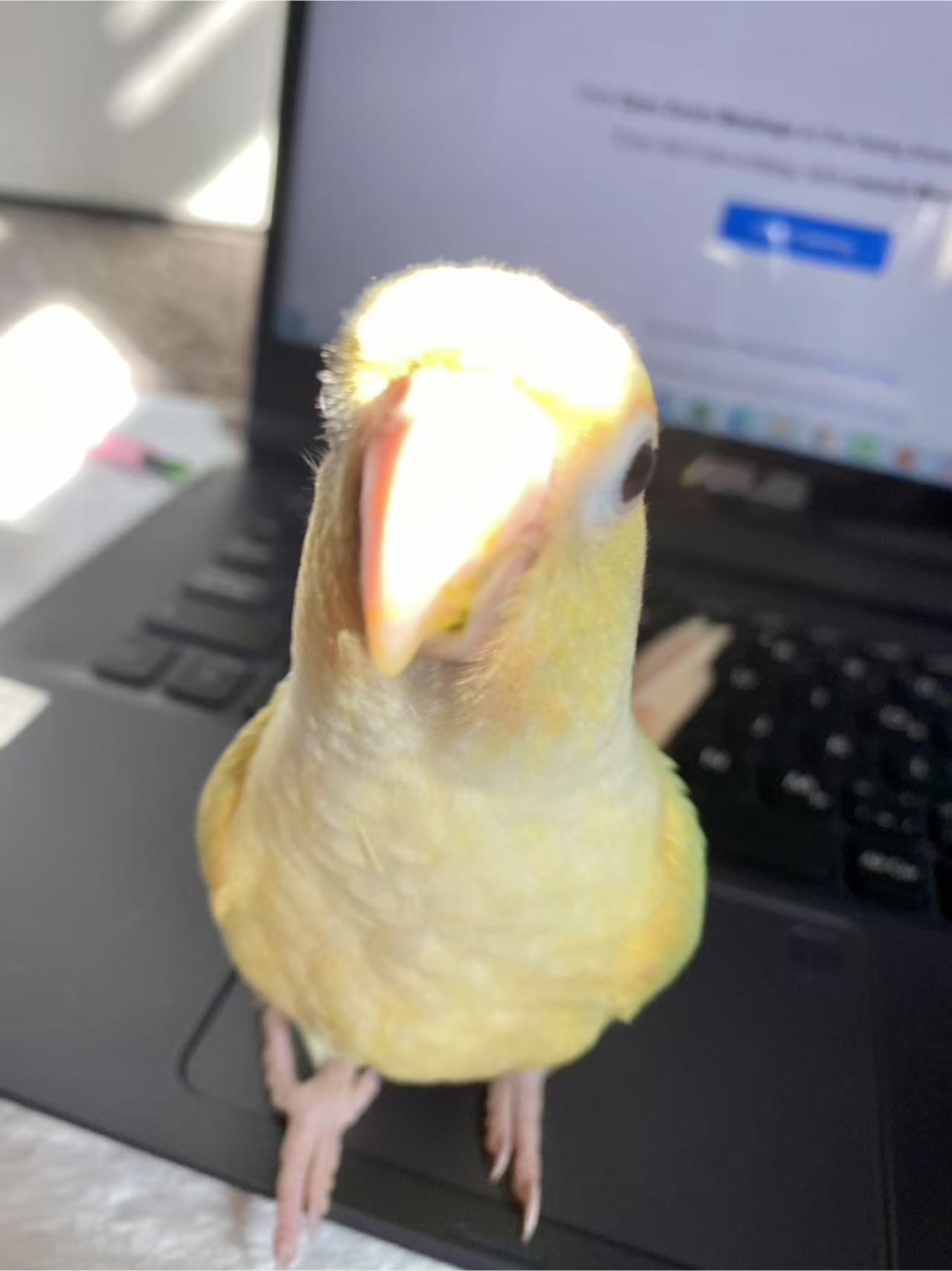 SY