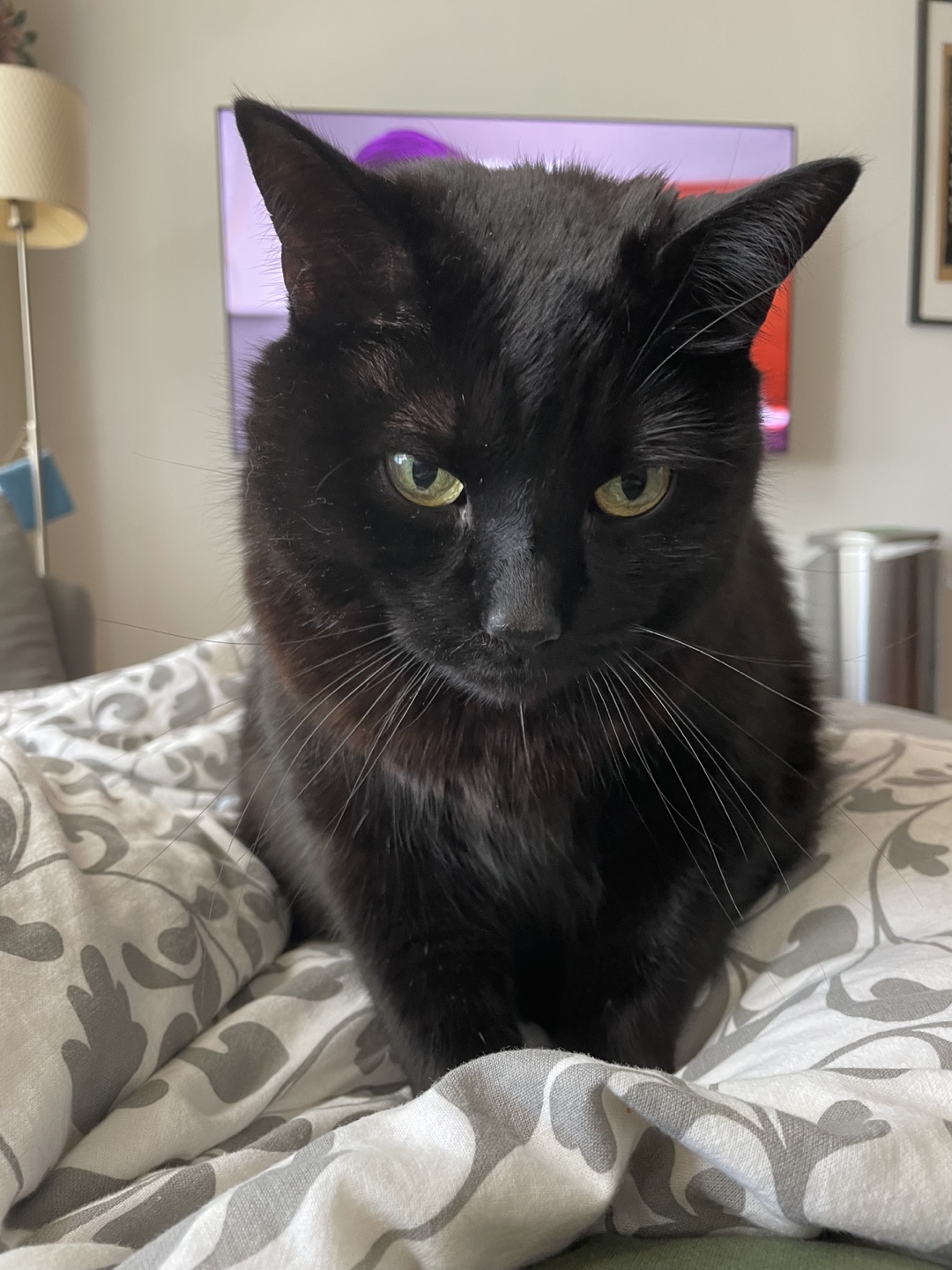 Seff