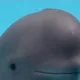 Big T profile