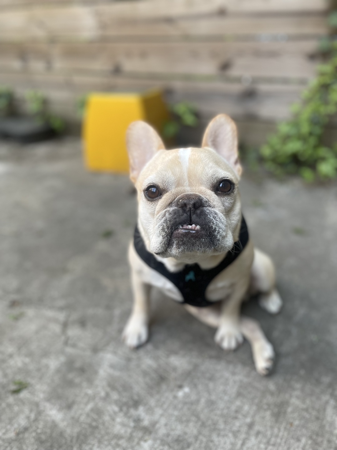 Alex profile