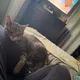 CatMom profile