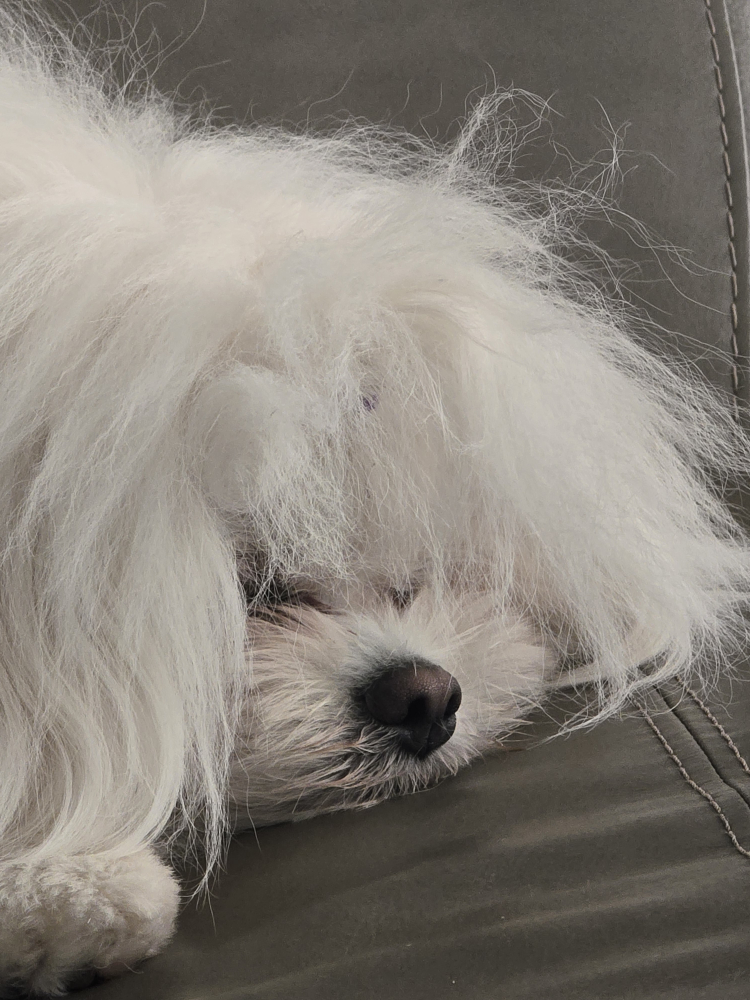 Shameu profile