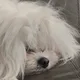 Shameu profile