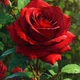 Rose profile