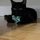 Sam profile